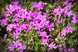 Photo: flower in garden flower in garden