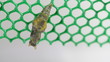Mormon Butterfly emerging from pupa