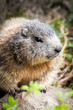 primo piano di marmotta