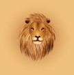 African Lion