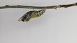 Great Mormon Butterfly emerging from pupa