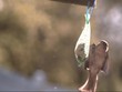 Video: Sparrow Sparrow