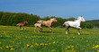 Foto: Horse Horse