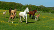 Foto: Horse Horse