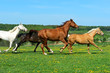 Foto: Horse Horse