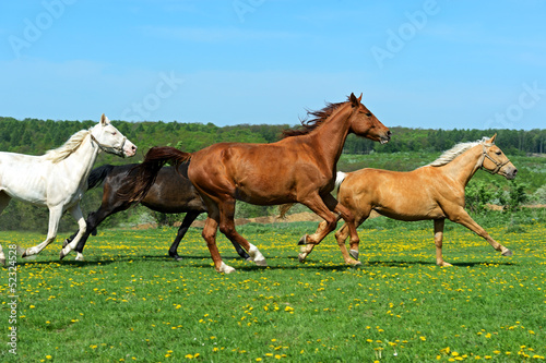 Photo: Horse Horse