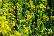 Flowering rapeseed closeup