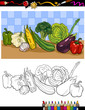 Vector: vegetables group illustration for coloring vegetables group illustration for coloring