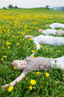 Foto: familie liegt im entspannt auf blumenwiese familie liegt im entspannt auf blumenwiese