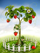 Photo: Strawberry Tree Strawberry Tree