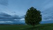 Zeitraffer Wolken über einem Baum