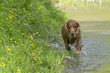 Isolated english cocker spaniel while playing in the river