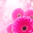 Photo: Pink gerbera close up with bokeh effect Pink gerbera close up with bokeh effect