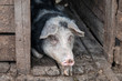 Pig resting in stable at the farm