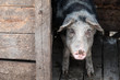 Pig in stable at the farm