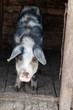 Pig in stable at the farm