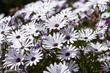 Petites Fleurs Blanche