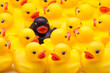 grupo de patos