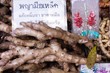 Ginger in market