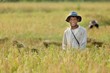 Rice farmer
