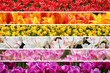 rainbow colors tulips collage