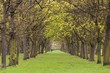 Foto: Tree park alley Tree park alley