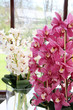 Orchids and other flowers