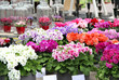 Flower shop