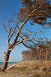 Foto: Windflüchter Windflüchter