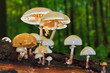 Foto: Buchen-Ringrübling Buchen-Ringrübling