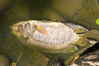 Dead fish in the waste lake of urban park.