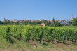 Photo: das malerische Weindorf Zellenberg nahe Riquewihr im Elsass das malerische Weindorf Zellenberg nahe Riquewihr im Elsass