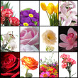 Beautiful flowers for good mood