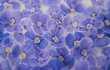 beautiful blue flowers