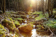 The river in the forest in the afternoon sun - HDR