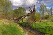 Foto: Broken Tree Broken Tree