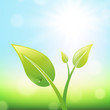 Green Sprout