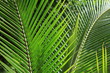 Palmenblatt im Dschungel
