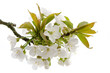 Kirschblüten