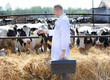 male cow veterinarian at   farm takes analyzes