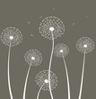 Decoration with dandelion.