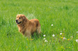 Photo: golden retriever dans une prairie golden retriever dans une prairie