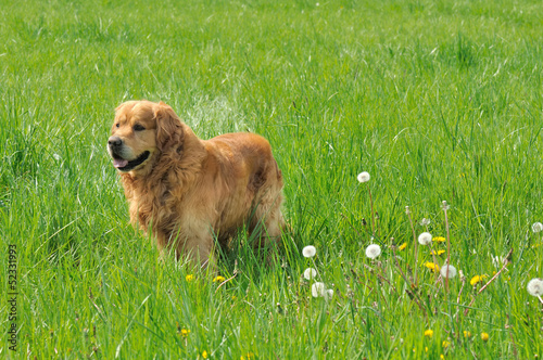 Photo: golden retriever dans une prairie golden retriever dans une prairie