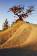 Oak tree growing on the top of a hill in the badlands in autumn