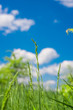 Foto: green grass green grass
