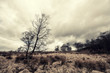 marshes