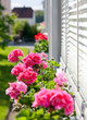 balkonblumen