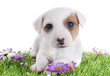 Photo: puppy jack russel terrier puppy jack russel terrier
