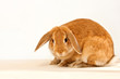 red rabbit