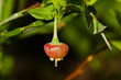 Flowers of Bilberry